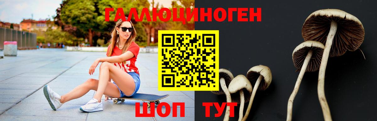 Псилоцибиновые грибы GOLDEN TEACHER  Вход с VPN  Псилоцибиновые грибы Cubensis  Кингисепп 